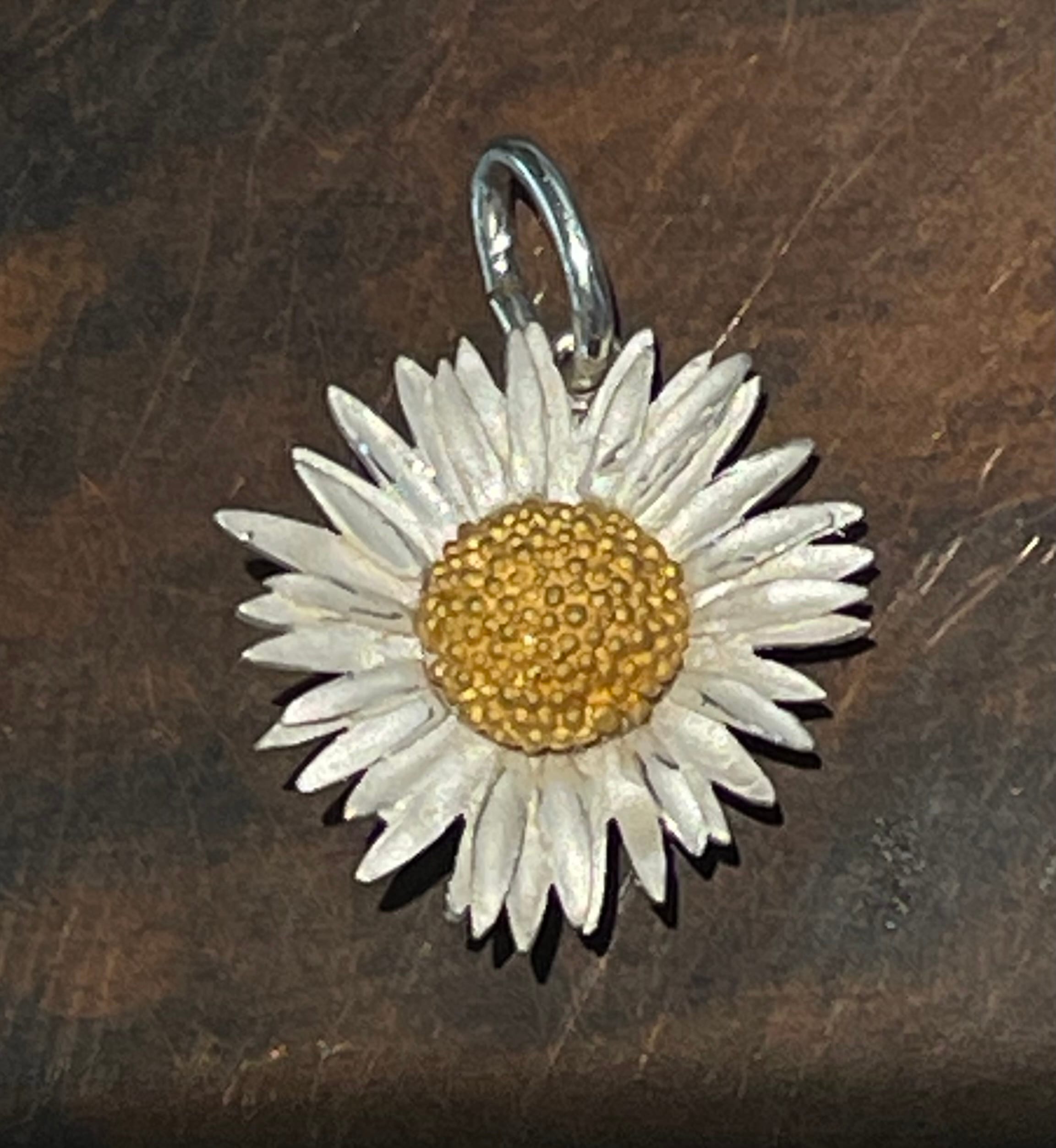 Gänseblümchen Bellis perennis Maximo, Anhänger – Bild 1