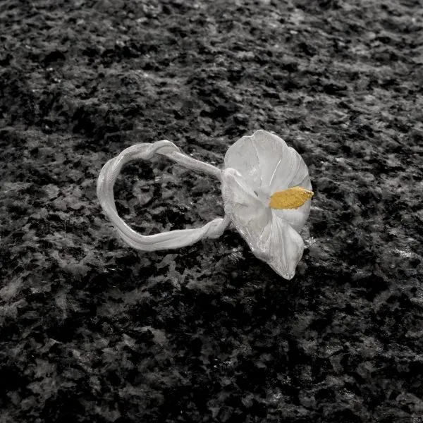 Buchenkeimling Seite