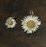 Gänseblümchen Bellis perennis Maximo, Anhänger – Bild 4