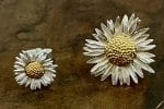 Gänseblümchen Bellis perennis Piccolo Ohrsteckerpaar (auch als Pendeleure möglich) – Bild 7